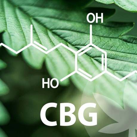 El mundo de los cannabinoides es muy extenso, y empieza con el CBG