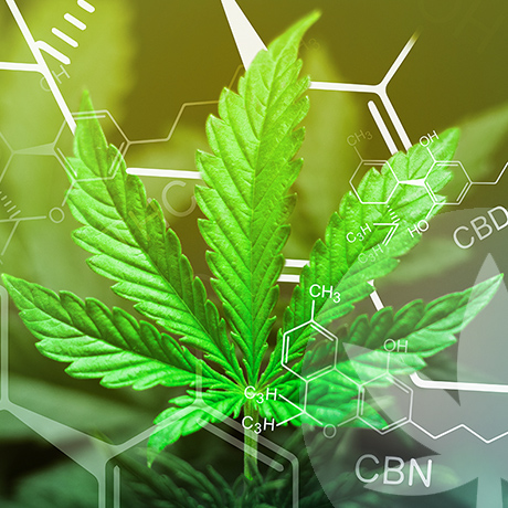 CBN y CBD: ¿en qué se diferencian?