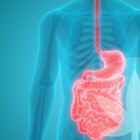 ¿Cómo podría ayudar el CBD a la salud intestinal y la digestión?