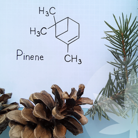 ¿Qué son los terpenos?	