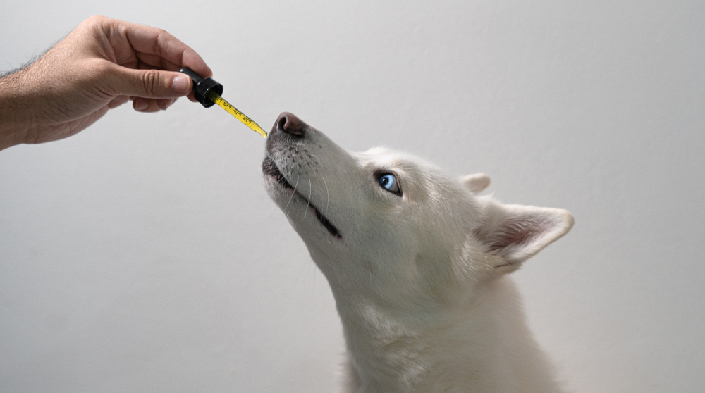 Aceite de CBD para mascotas: beneficios y seguridad