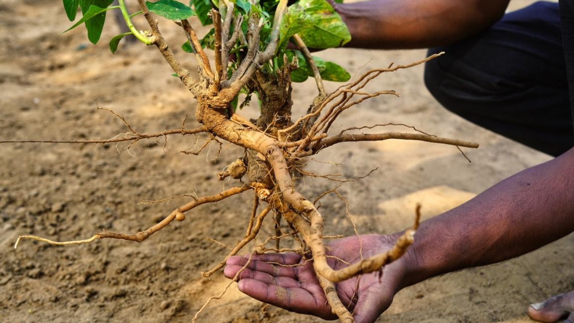 Benefici dell'Ashwagandha, dosaggio e consigli di sicurezza