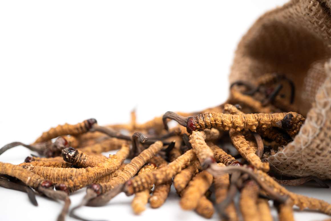 Cordyceps : Beneficios para la salud