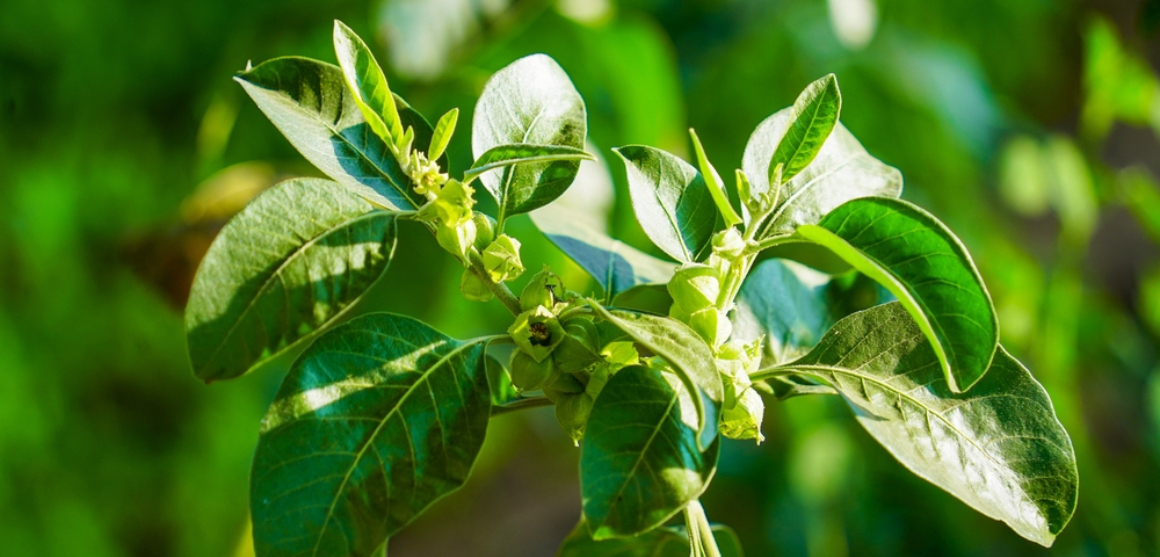 Quali sono i pro e i contro dell'assunzione di ashwagandha?