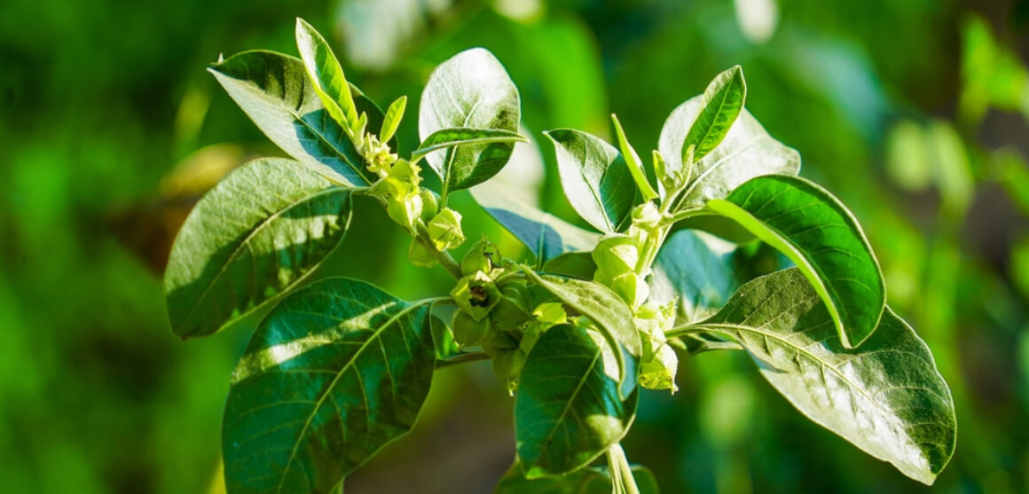 ¿Durante cuánto tiempo puede tomar ashwagandha?