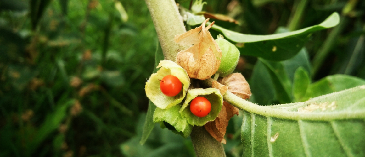 ¿Toma la ashwagandha por la noche o por la mañana?