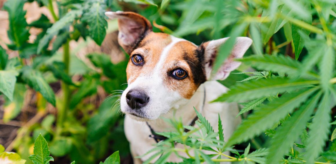 ¿Es lo mismo el cbd para perros que para humanos?