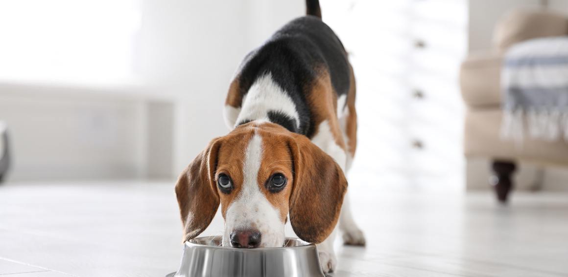 CBD para perros para el apetito