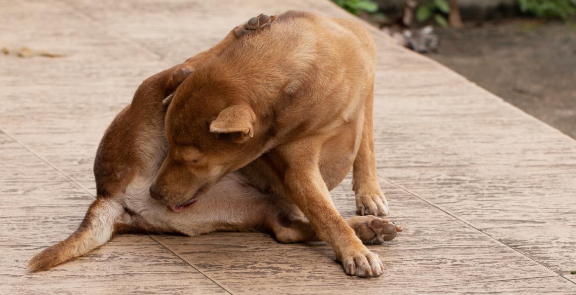 CBD para perros con prurito