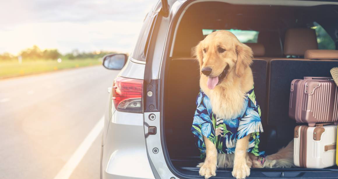 CBD para perros durante los viajes