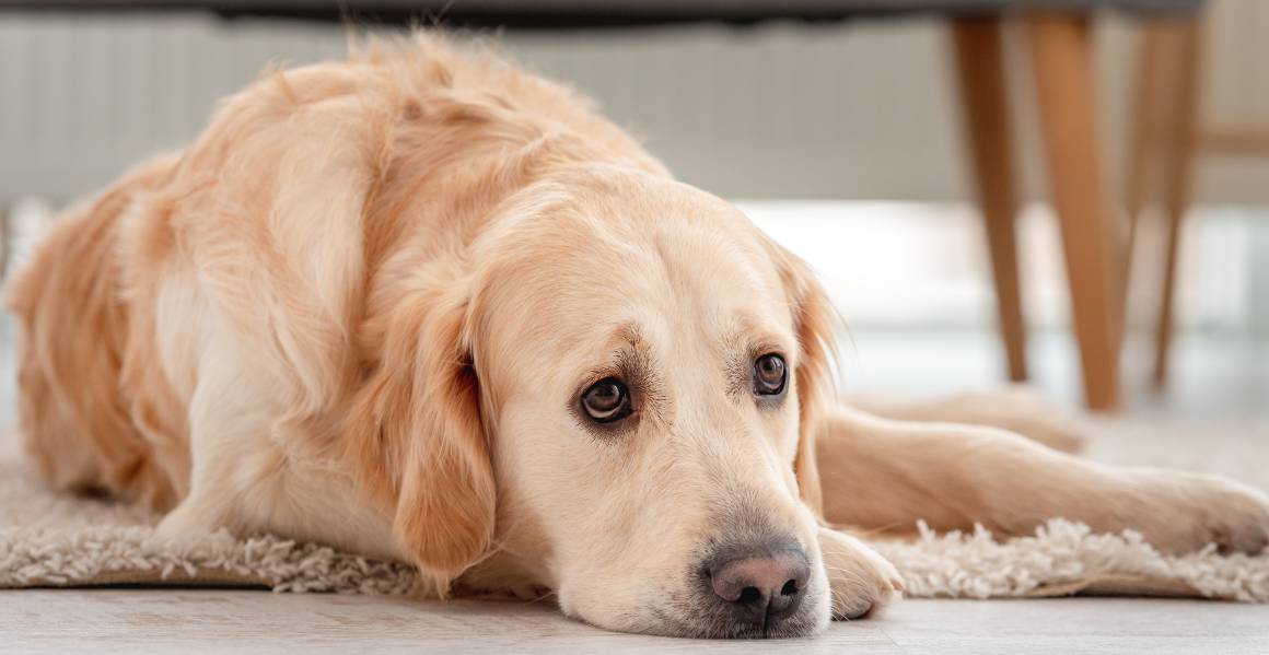 ¿Qué ocurre si le doy a mi perro demasiado cbd?