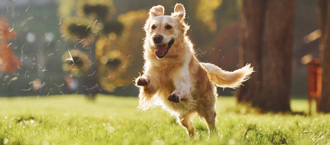 ¿Cuánto tarda el cbd en calmar a un perro?