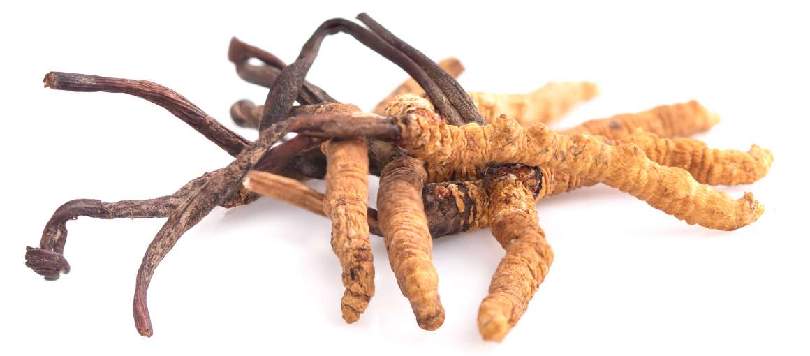 ¿El cordyceps reduce el cortisol?