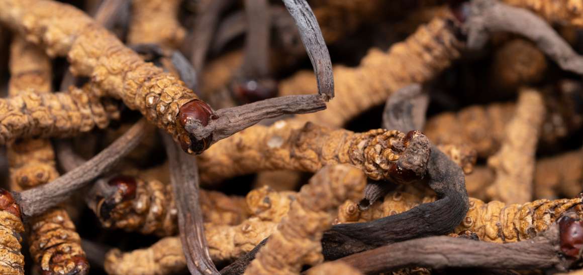 ¿Es bueno el cordyceps para el ácido úrico?