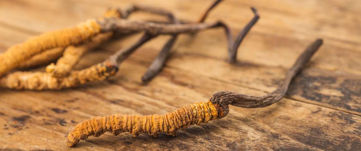 ¿Es malo tomar cordyceps por la noche?