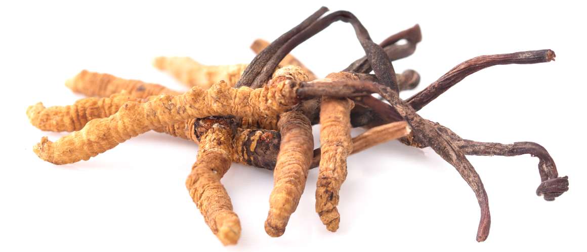 ¿Cuánto tiempo se tarda en ver los resultados del cordyceps?