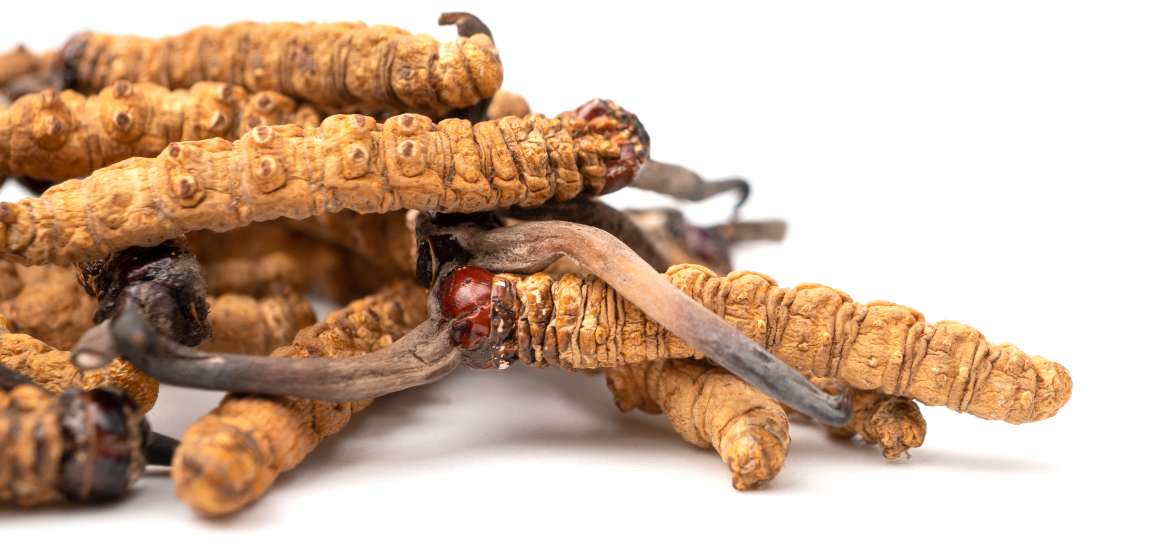 ¿Se puede tomar cordyceps todos los días?